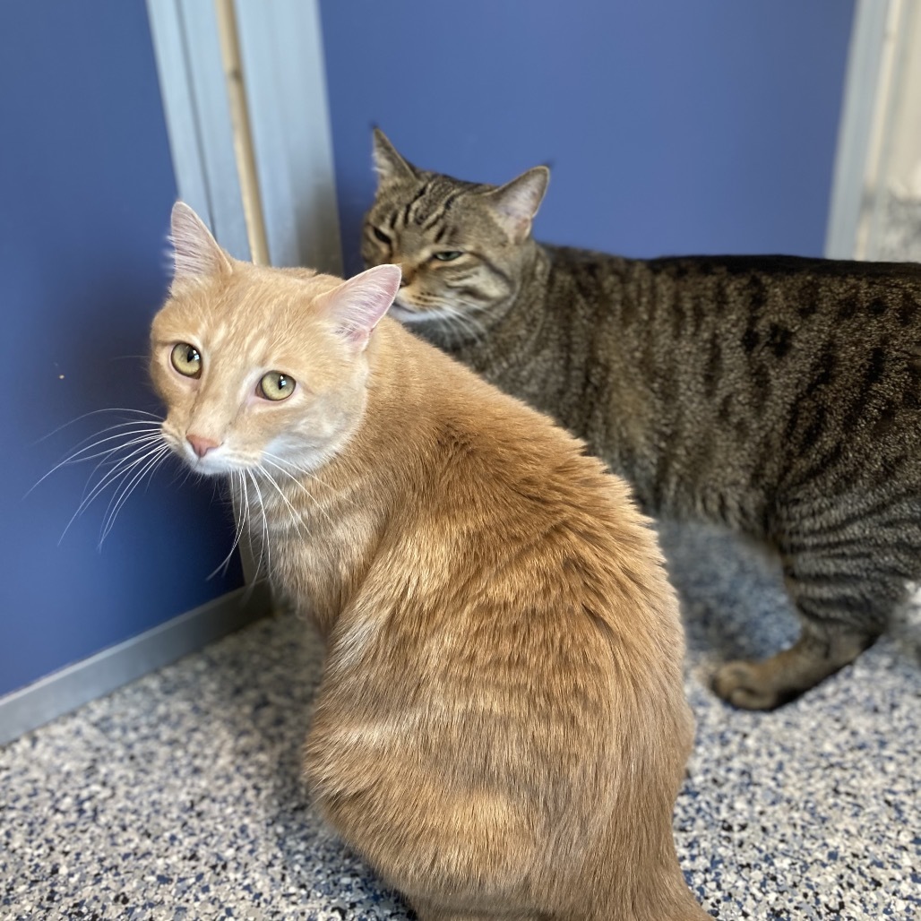 Baby, an adoptable Domestic Short Hair in Great Falls, MT, 59404 | Photo Image 5