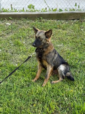 Trapper, Young Male Mixed Breed