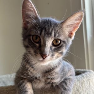 Gravy, Baby Female unknown