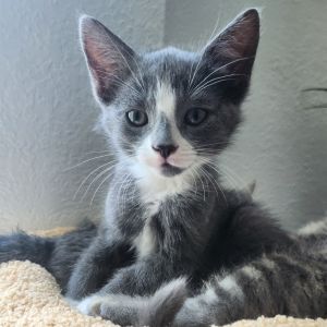 Jim, Baby Male Domestic Short Hair