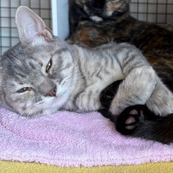 Aella is at Petsmart GJ