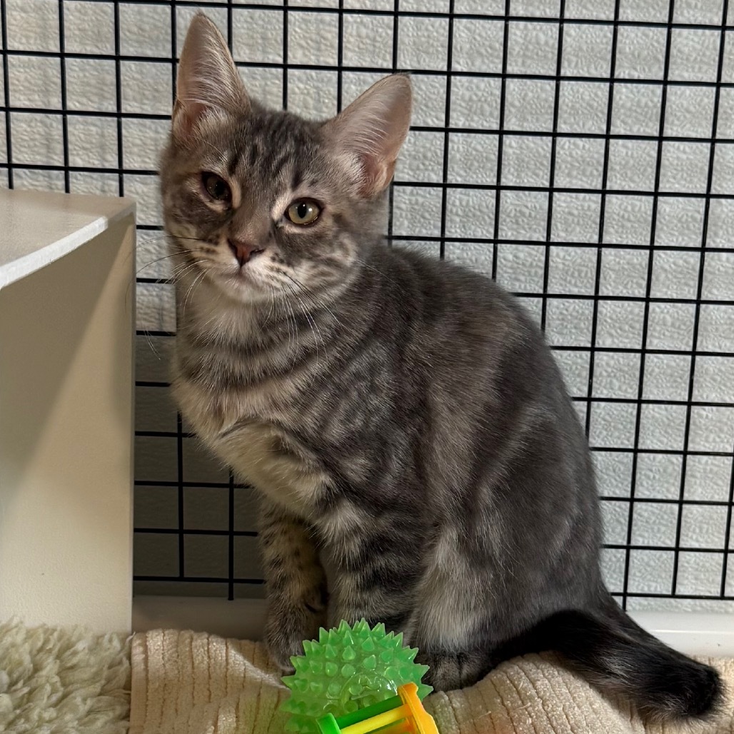 Aella is at Petsmart GJ