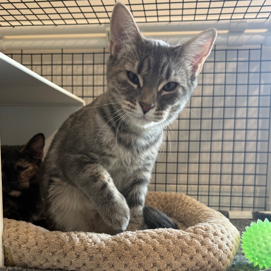 Aella is at Petsmart GJ