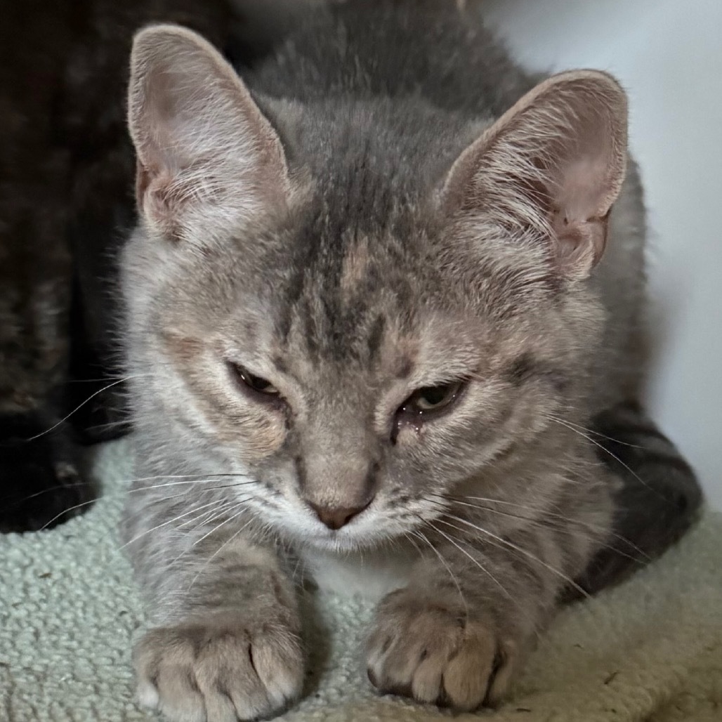 Aella is at Petsmart GJ