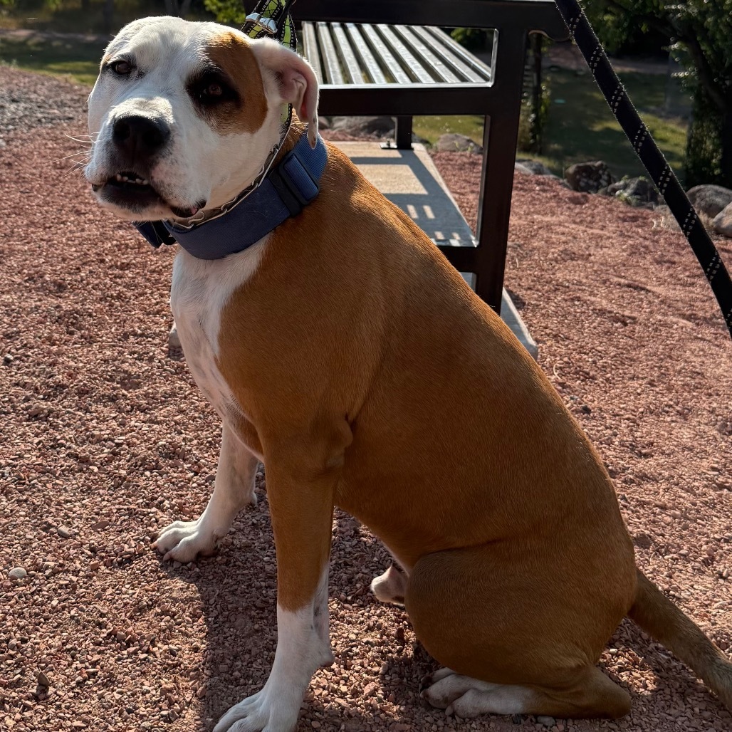 Lok, an adoptable Pit Bull Terrier in Cedaredge, CO, 81413 | Photo Image 1