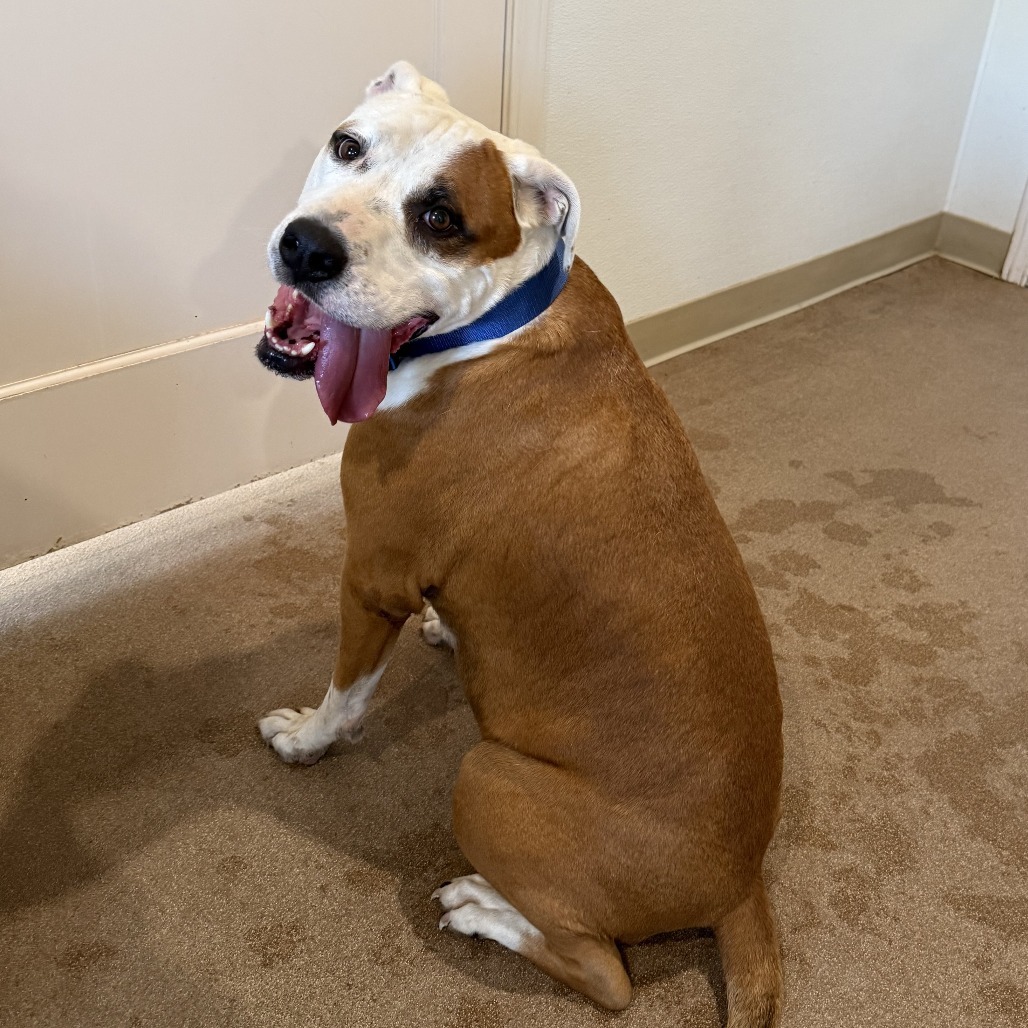 Lok, an adoptable Pit Bull Terrier in Cedaredge, CO, 81413 | Photo Image 3