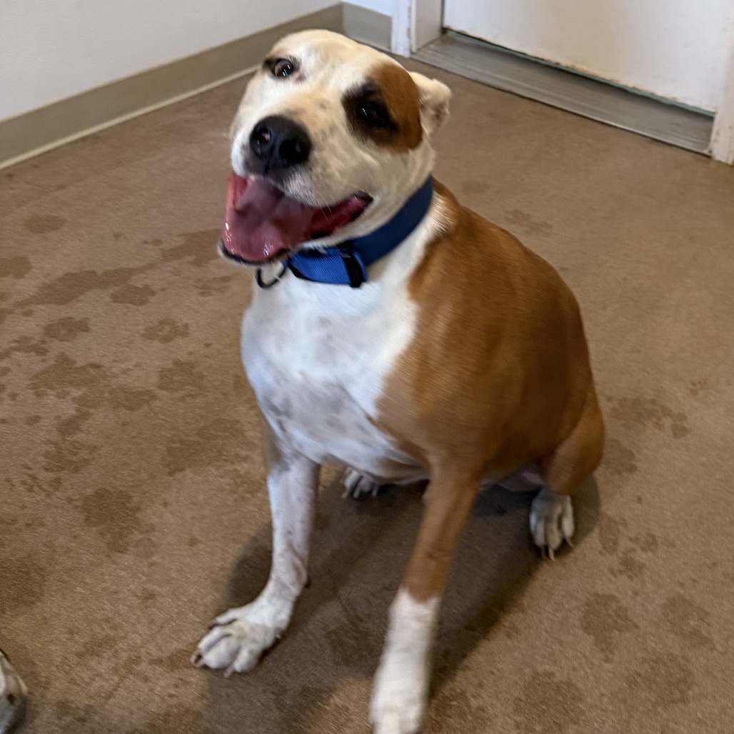Lok, an adoptable Pit Bull Terrier in Cedaredge, CO, 81413 | Photo Image 4