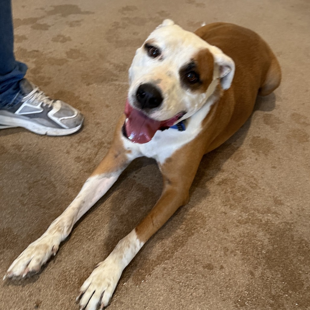 Lok, an adoptable Pit Bull Terrier in Cedaredge, CO, 81413 | Photo Image 5