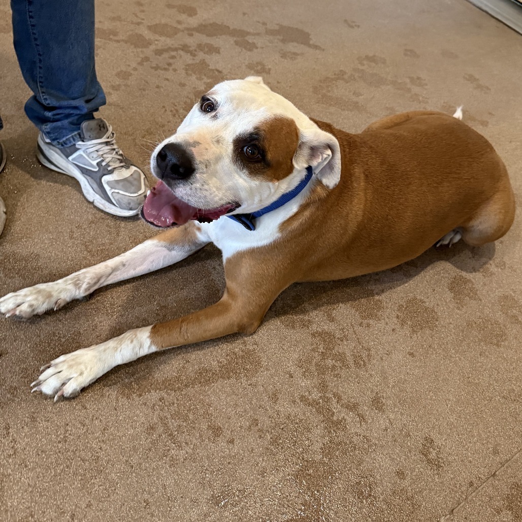 Lok, an adoptable Pit Bull Terrier in Cedaredge, CO, 81413 | Photo Image 6