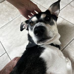 Coco Beans, Adult Female Husky