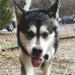 Amaya, Adult Female Alaskan Malamute