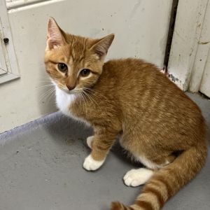 Mildew, Baby Male Domestic Short Hair