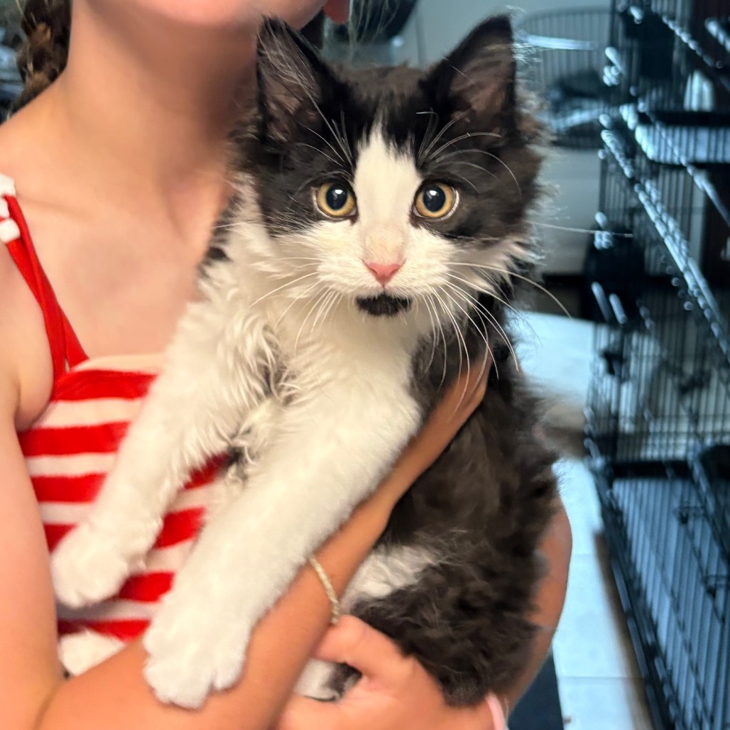 Pendleton, an adoptable Domestic Medium Hair in Bismarck, ND, 58507 | Photo Image 1