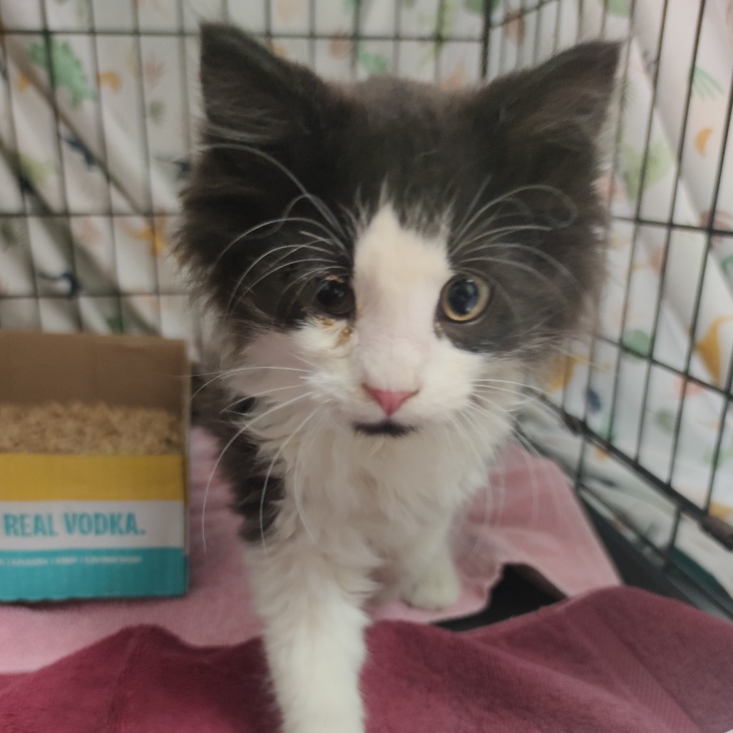 Pendleton, an adoptable Domestic Medium Hair in Bismarck, ND, 58507 | Photo Image 2