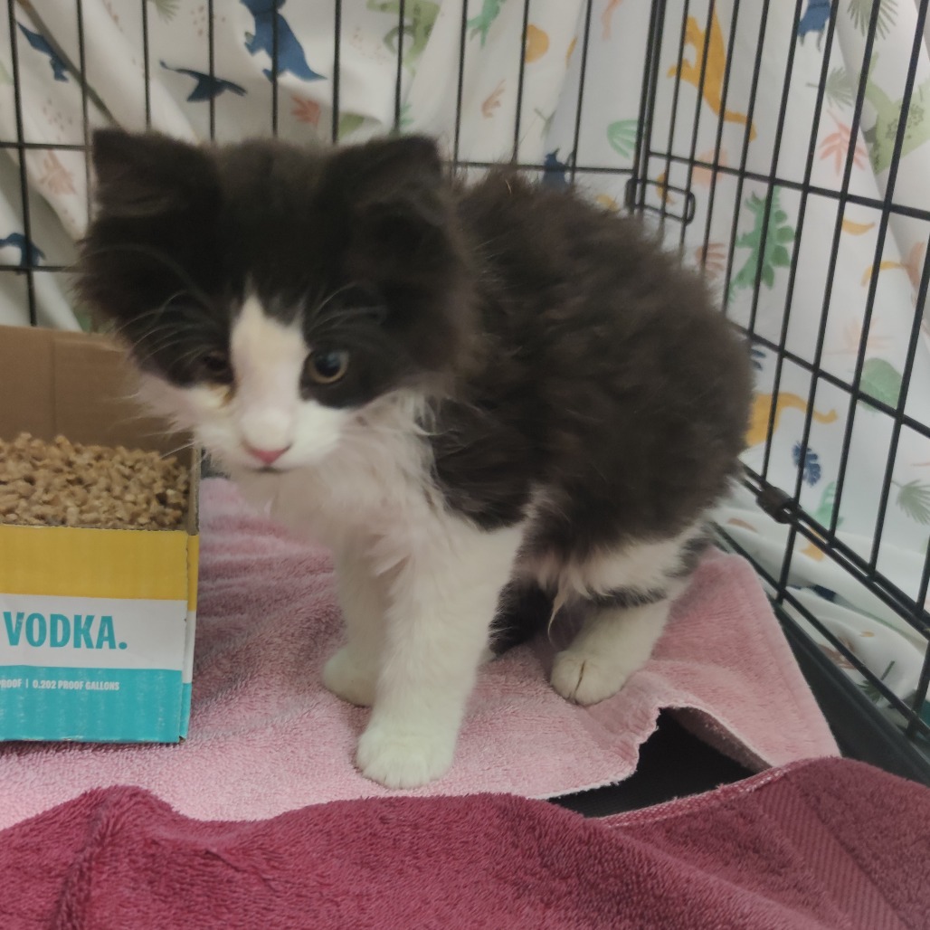 Pendleton, an adoptable Domestic Medium Hair in Bismarck, ND, 58507 | Photo Image 3