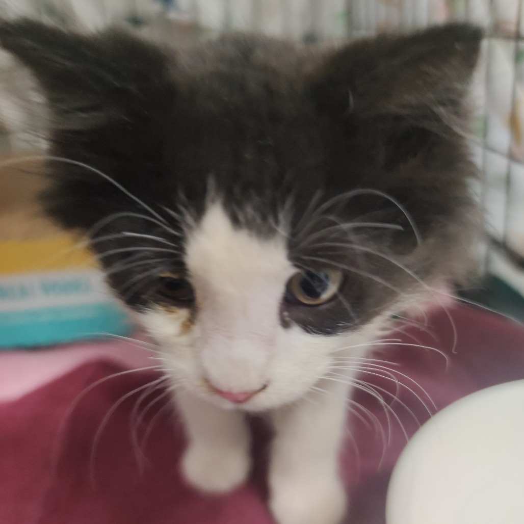 Pendleton, an adoptable Domestic Medium Hair in Bismarck, ND, 58507 | Photo Image 4