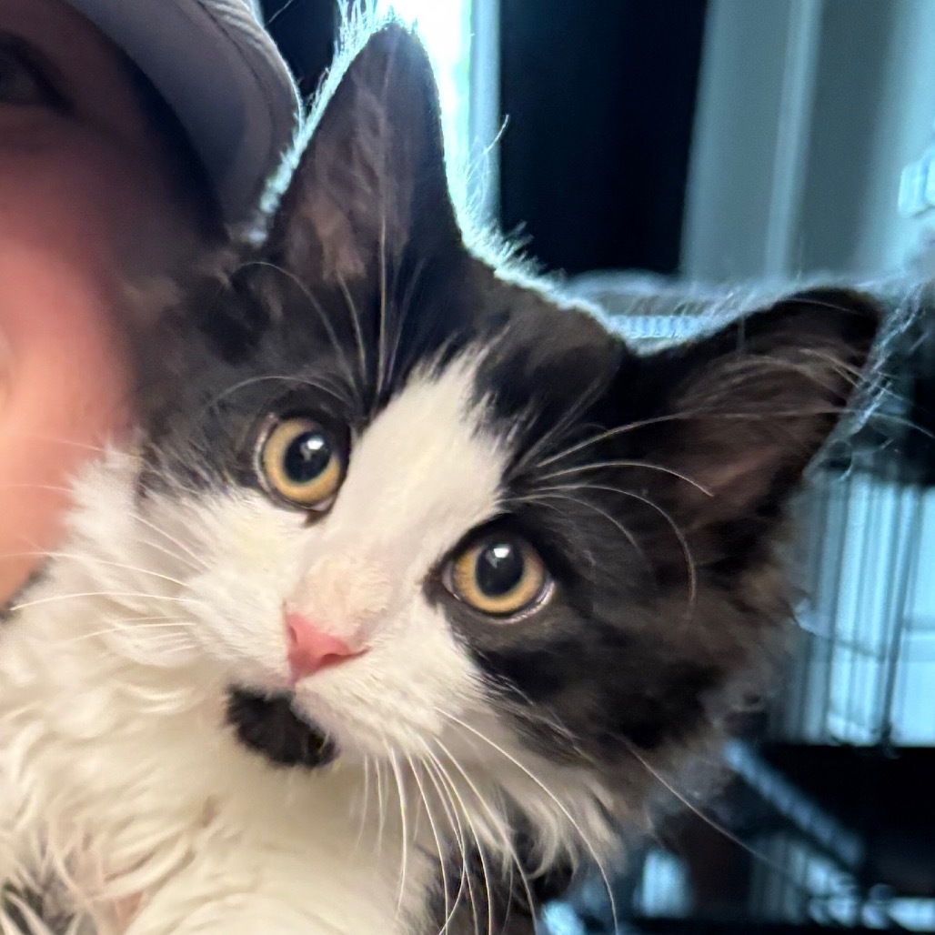 Pendleton, an adoptable Domestic Medium Hair in Bismarck, ND, 58507 | Photo Image 5