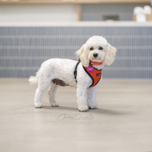 Kitty, an adoptable Maltipoo, Mixed Breed in Valley Village, CA, 91607 | Photo Image 1