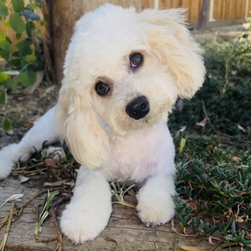 Kitty, an adoptable Maltipoo, Mixed Breed in Valley Village, CA, 91607 | Photo Image 2
