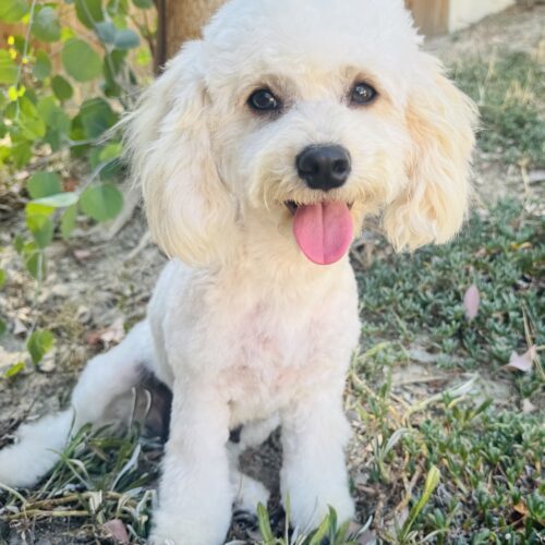 Kitty, an adoptable Maltipoo, Mixed Breed in Valley Village, CA, 91607 | Photo Image 3