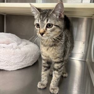 Opa, Baby Male Domestic Short Hair