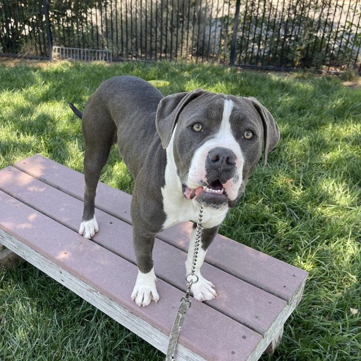 Rosie - ECAS 2