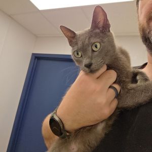 Rosie Domestic Short Hair Cat