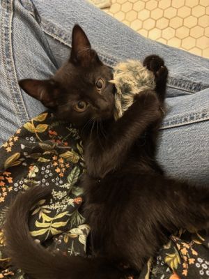 Sam