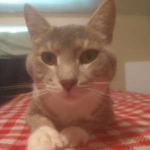 0625-195 Jack