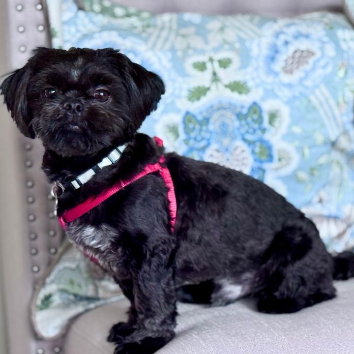 Louie 1