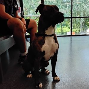 LVH-Stray-10833, Adult Female Mixed Breed