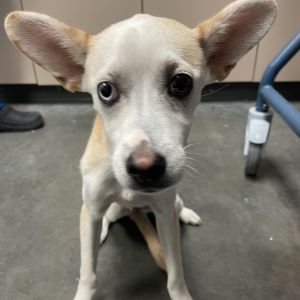 Suki