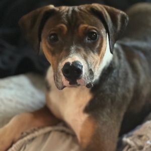 Kash