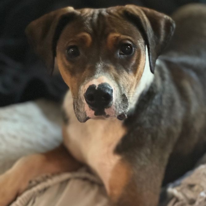 Kash