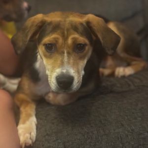 Knox, Young Female Beagle