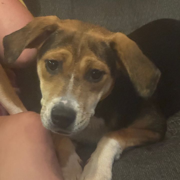 Knox 3