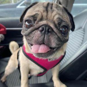 Josie