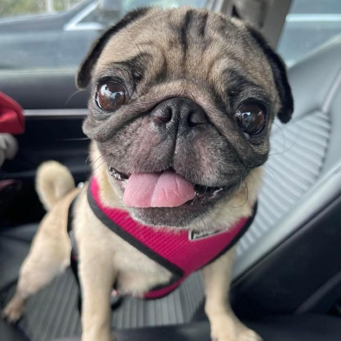 Josie