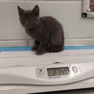 Addison, Baby Female Domestic Short Hair