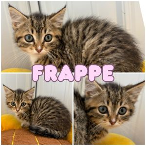 Frappe, Baby Female Domestic Short Hair