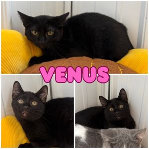 Venus, Baby Female unknown