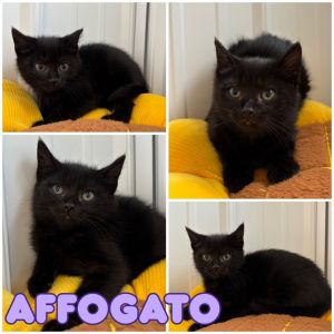 Affogato, Baby Female unknown