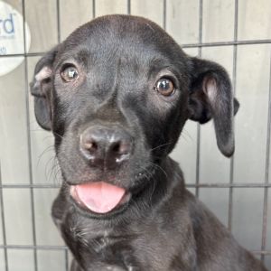 Pancake, Baby Male Mixed Breed