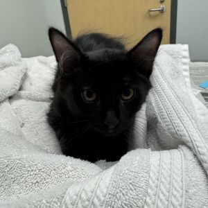 Butters, Baby Male Domestic Long Hair