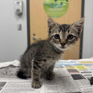 Lin, Baby Male Domestic Short Hair