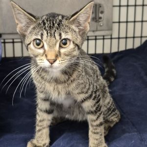 Liberty, Baby Female Domestic Short Hair