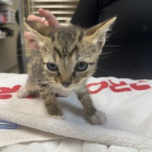 Sparro, Baby Male Domestic Short Hair