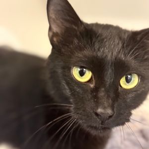 Mrs. Fields, Young Female Domestic Short Hair