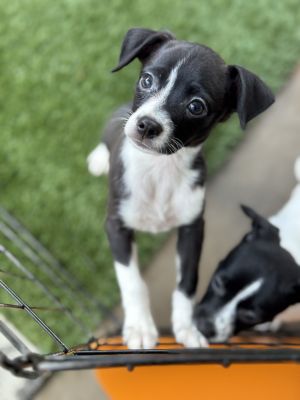 William Thatcher Chihuahua Dog