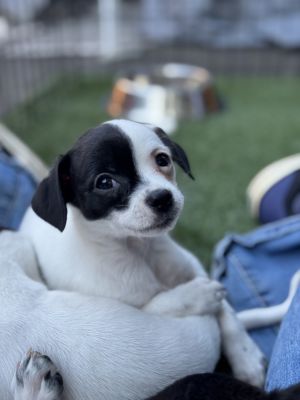 Squire Roland Chihuahua Dog